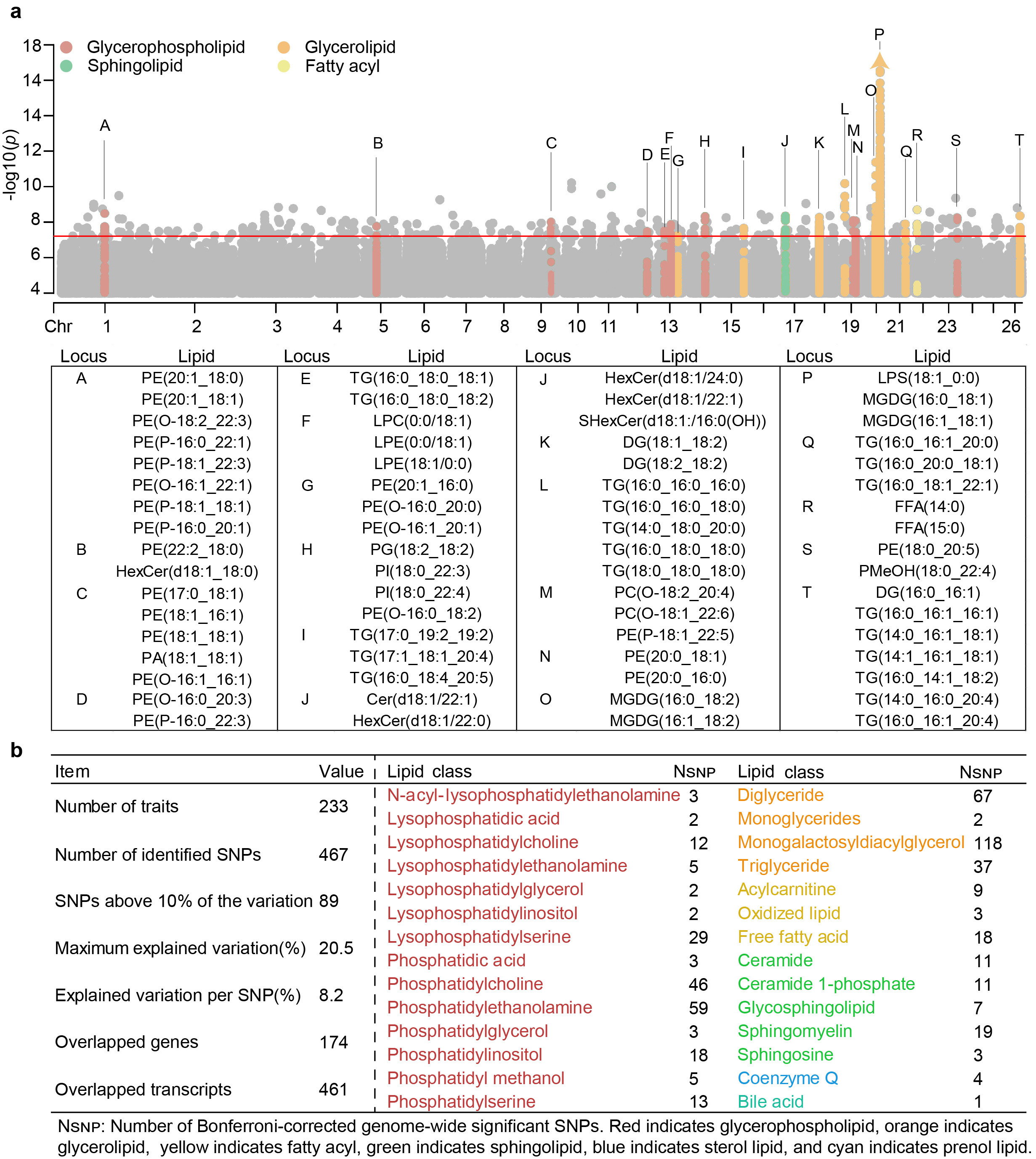图2　mGWAS构建绵羊肌肉脂质遗传图谱