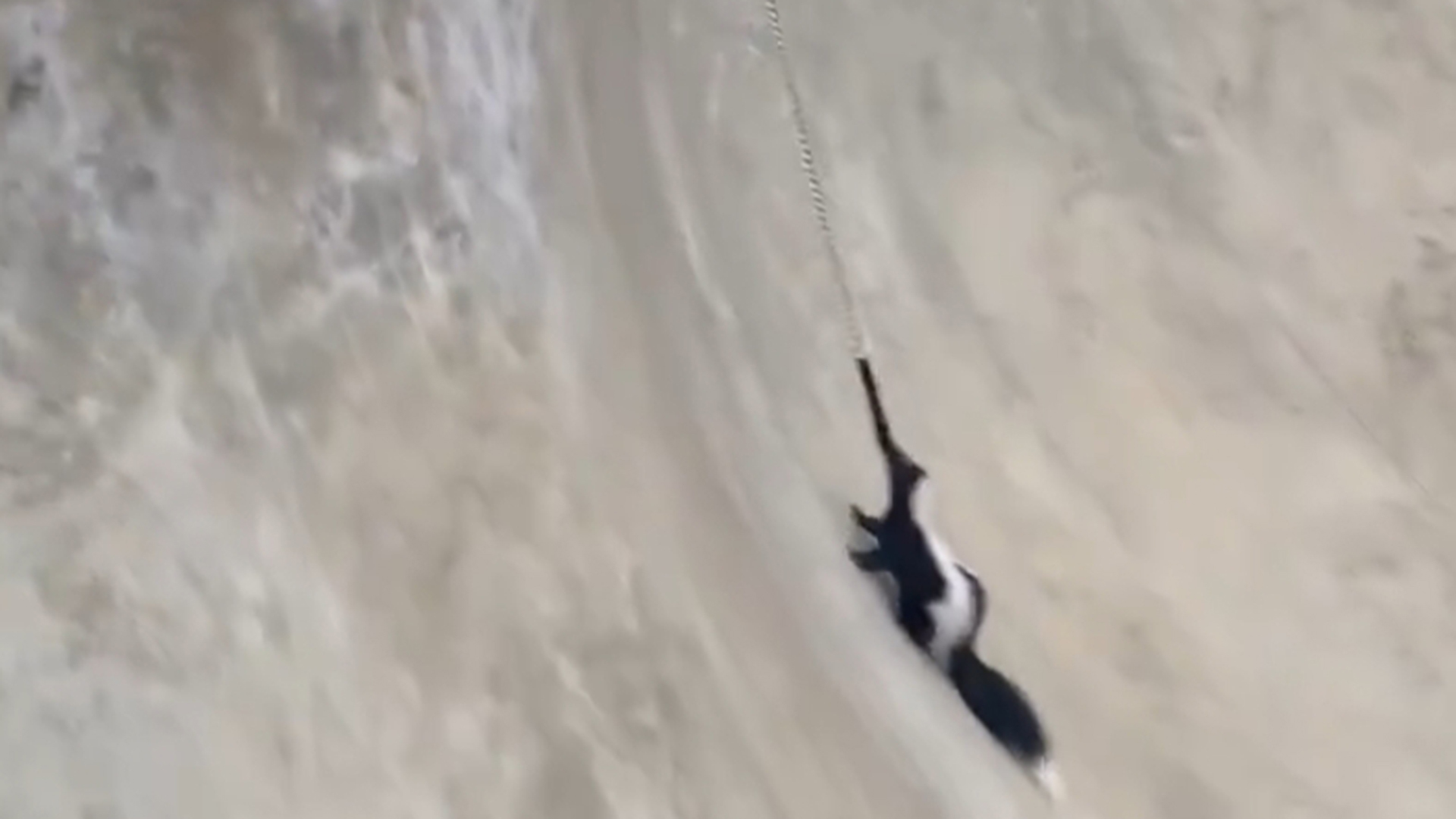 聪明的臭鼬知道这一刻要坚持住