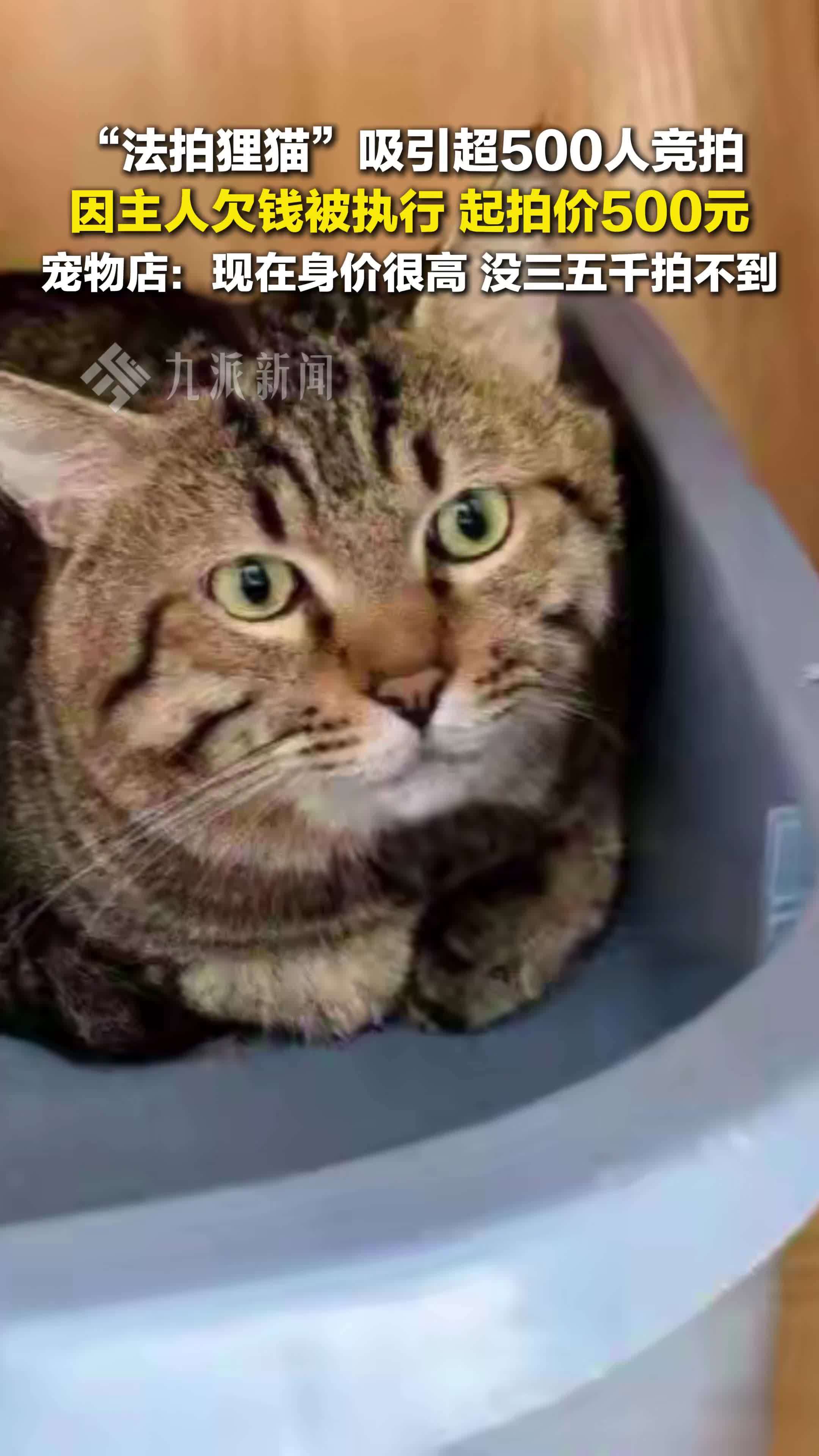 法拍狸猫超500人竞拍身价飙升，宠物店：现在身价很高，没三五千拍不到