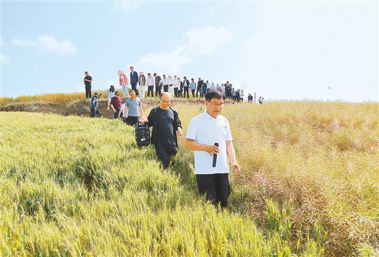 鲁清林(前一)向来自全国各地的同行讲解兰天小麦田间长势 本文图片除署名外均由省农科院提供