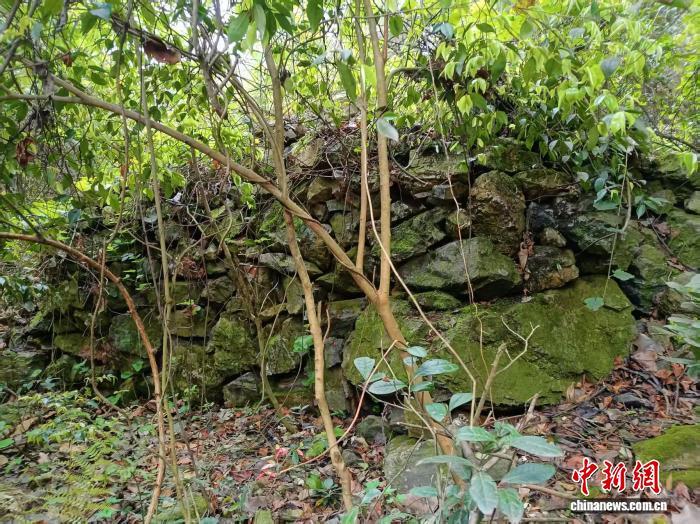 萬家嶺抗戰遺址上當年中國軍隊打造的石塊掩體。受訪者供圖