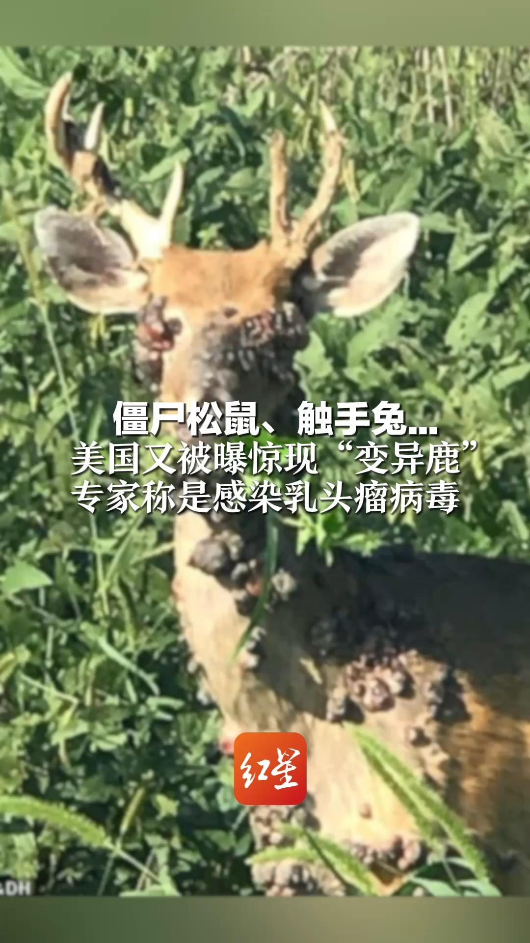 僵尸松鼠、触手兔…   美国又被曝惊现“变异鹿”    专家称是感染乳头瘤病毒    不是真变异，该病毒研究已70余年