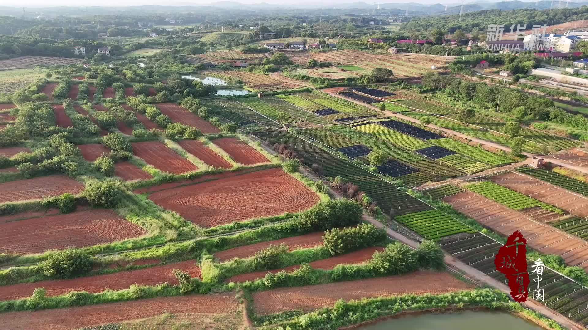 千城百县看中国｜湖南冷水滩：科技“润”苗 节水增收