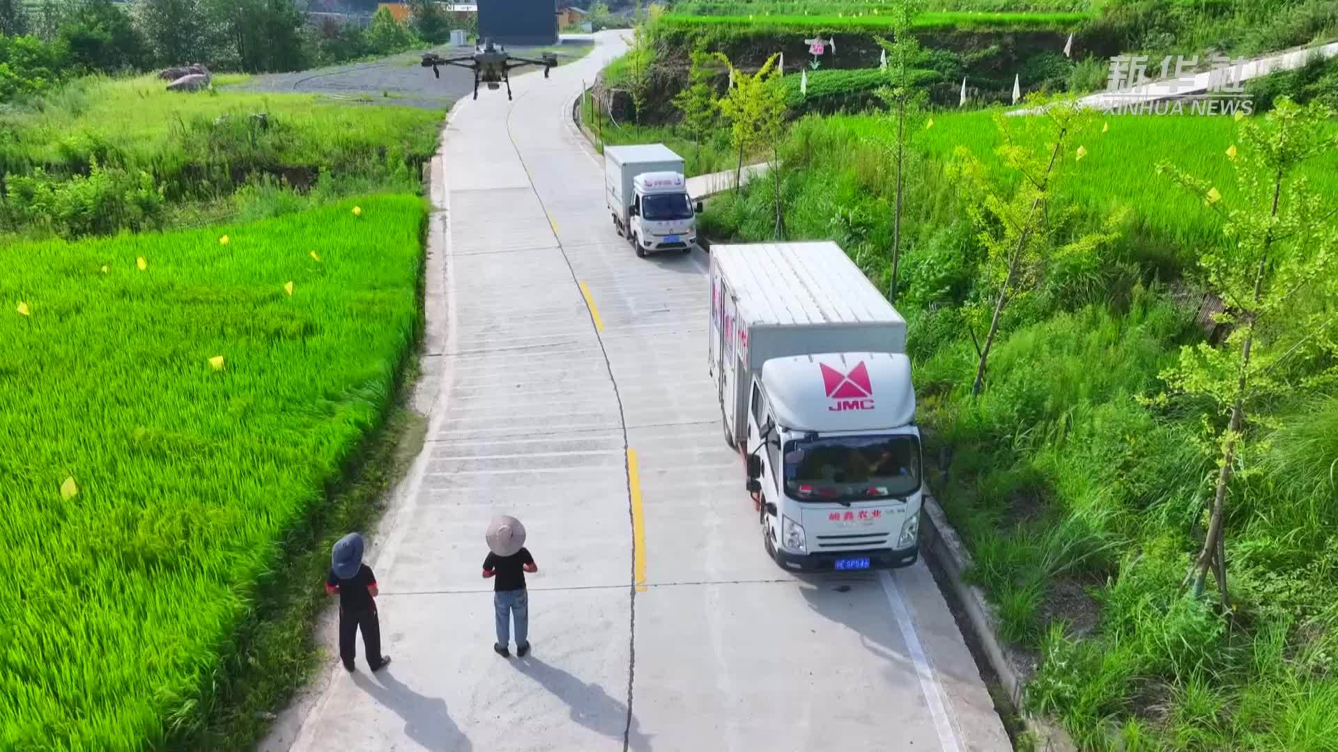 湖北秭归：无人机“飞防”护航高山冷水稻丰收路