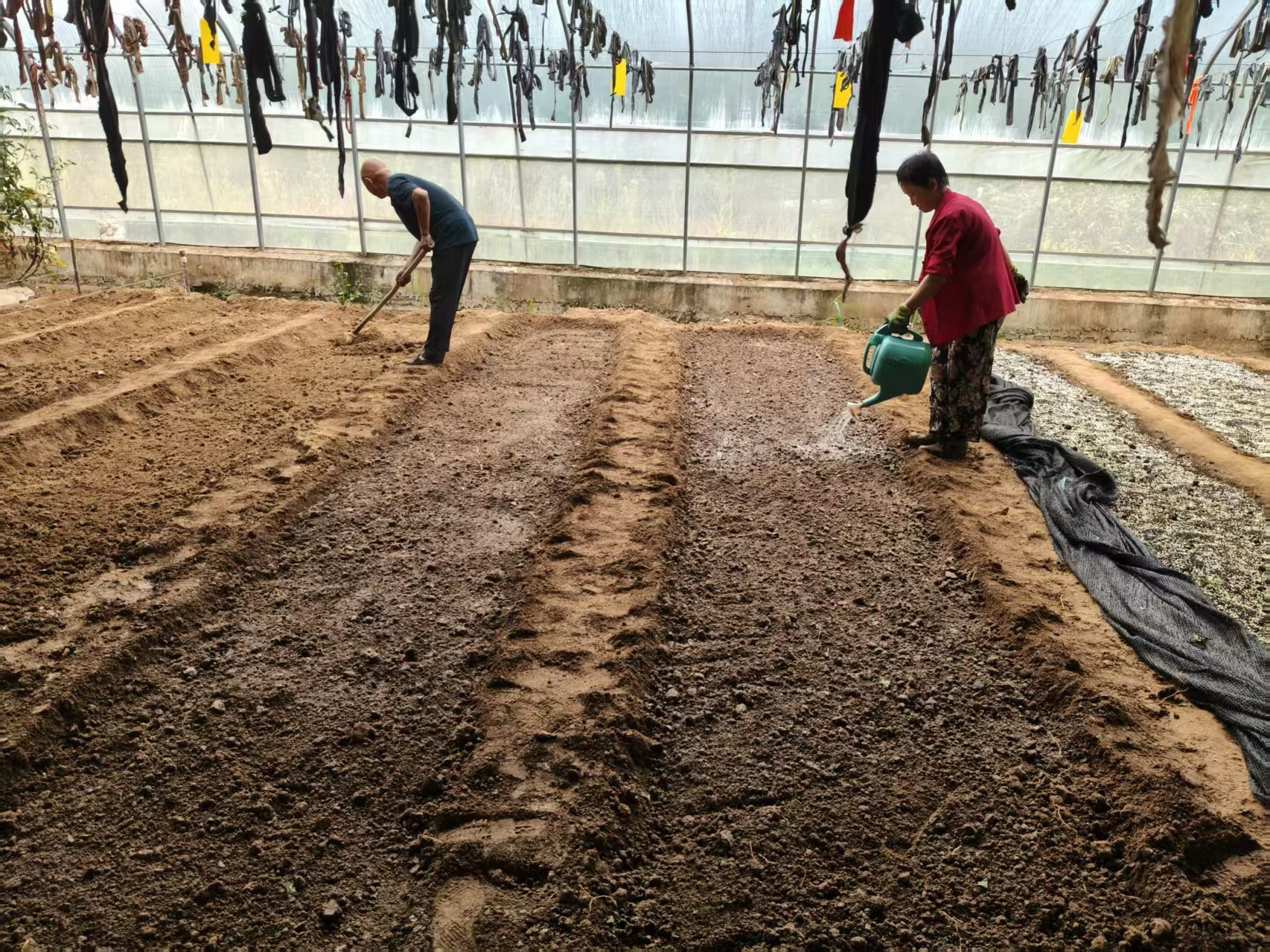 自主育苗42万余株 华亭这儿“链”就富“蔬”产业