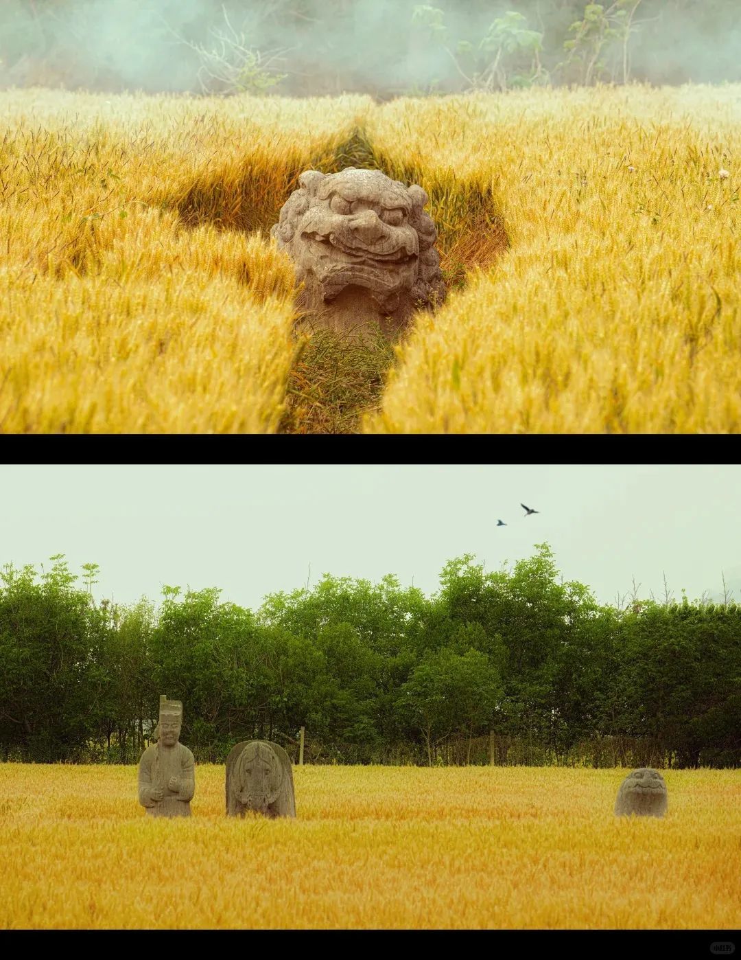 | 巩义宋陵麦田。图by小红书博主@顾远岱