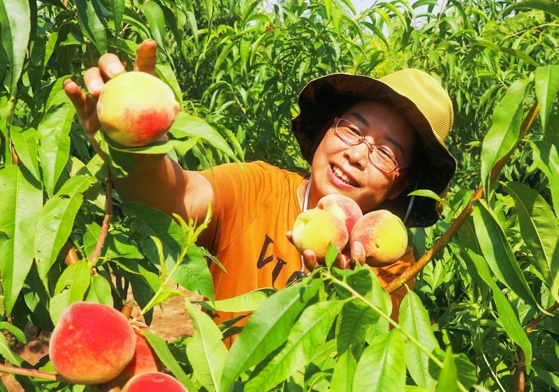 鲜桃丰收乐农家2.jpeg