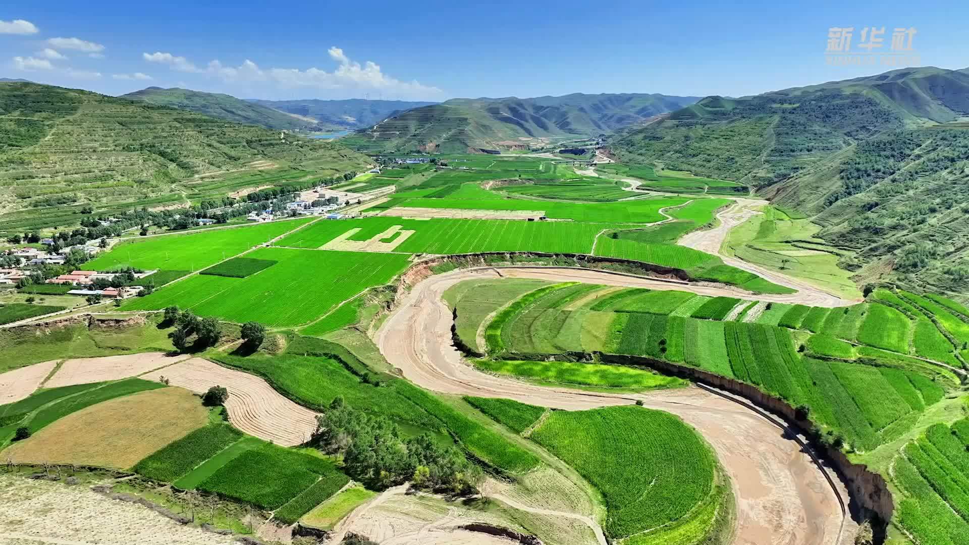 宁夏西吉：优质芹菜迎丰收