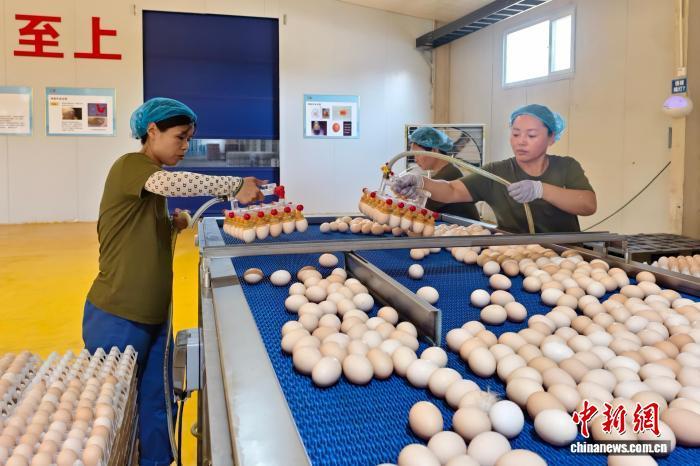 年产鸡蛋5.4亿枚 邯郸广平打造自动化蛋鸡养殖基地