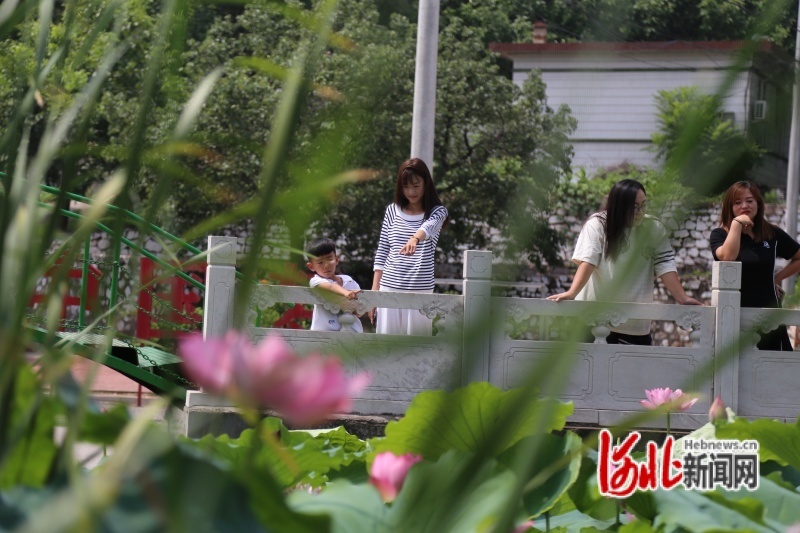 图为8月14日，村民在荷塘边观看荷花。