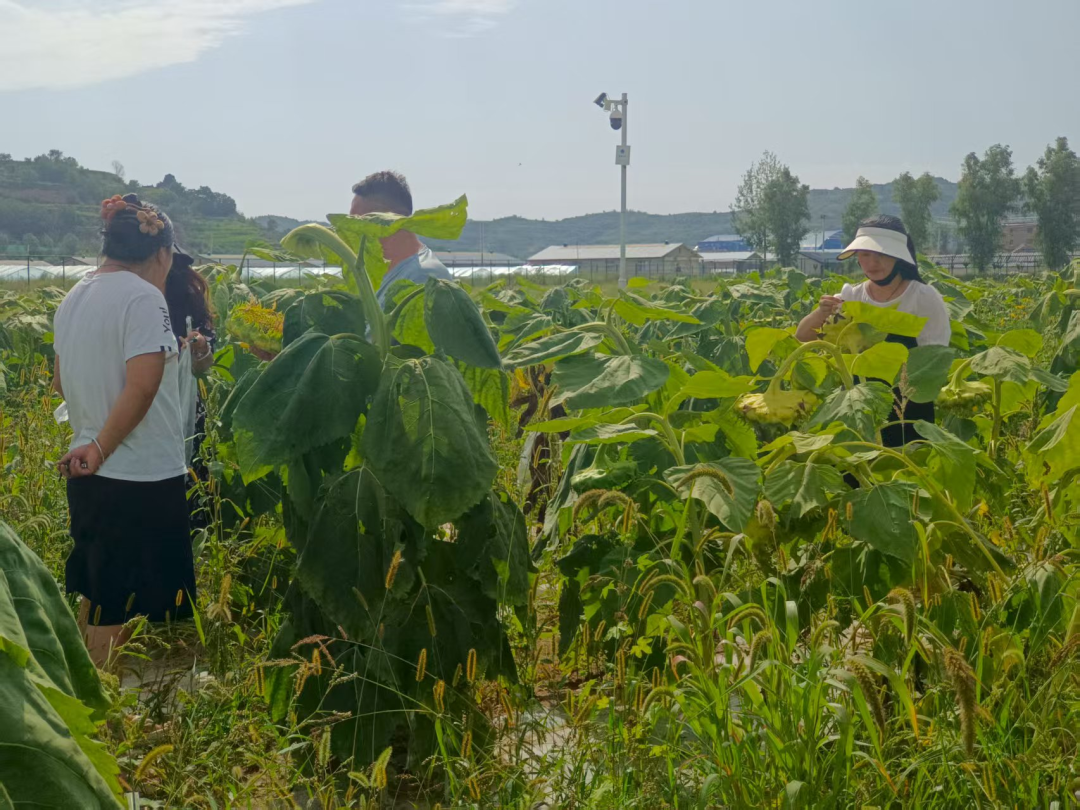 向日葵田迎来采摘客　快来华亭get田园乐趣