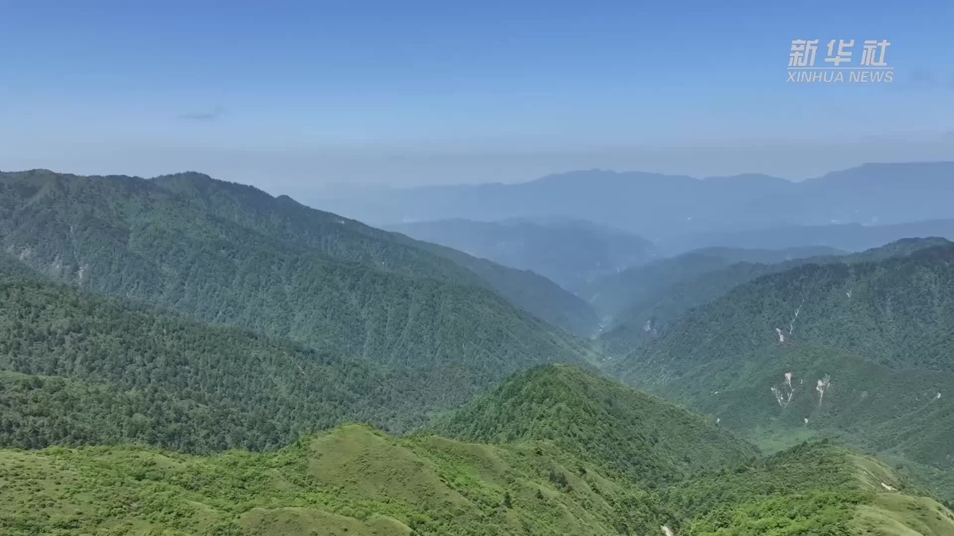 外交官大熊猫国家公园行 感受中国生态保护的生动实践