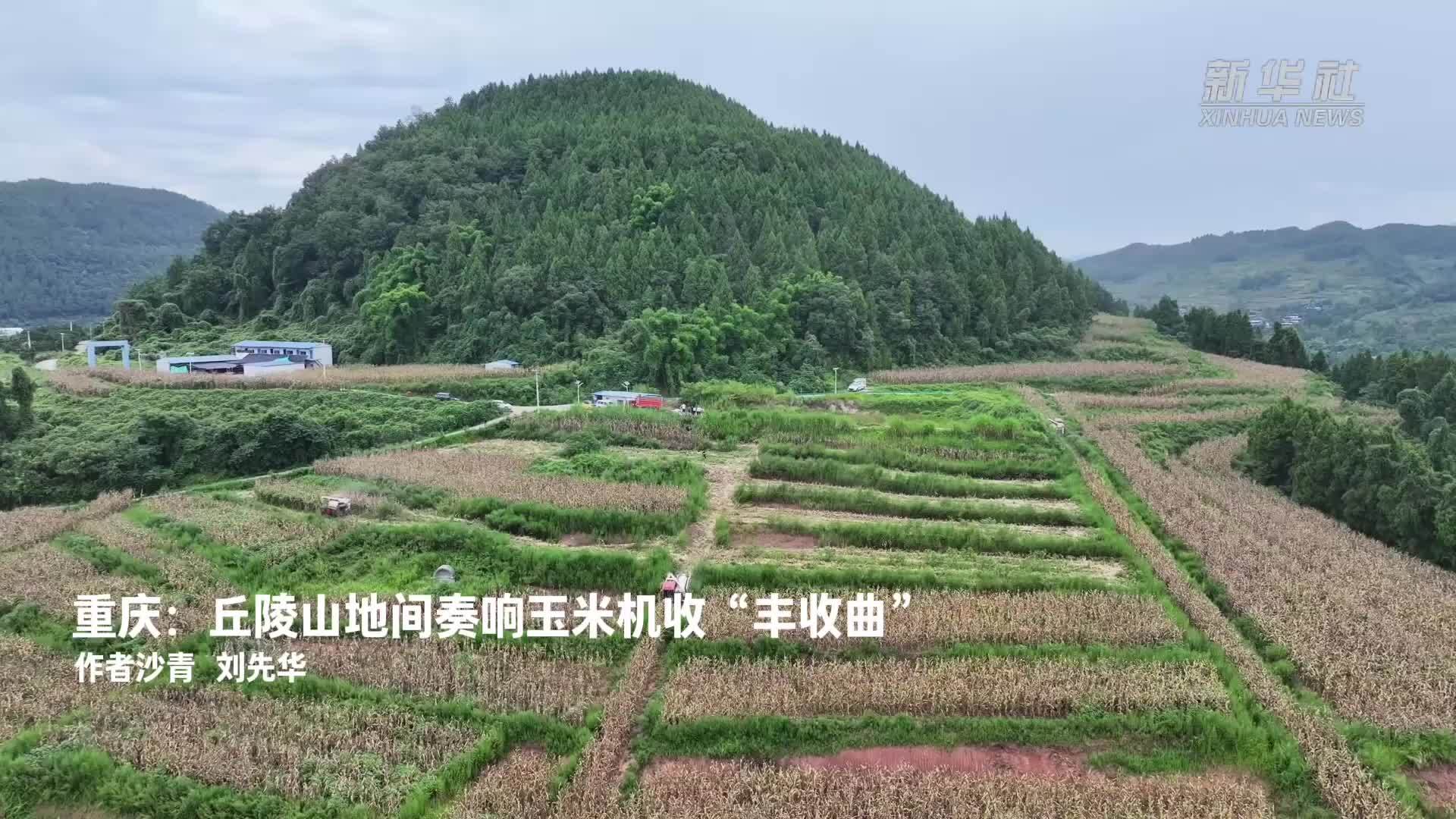 重庆：丘陵山地间奏响玉米机收“丰收曲”