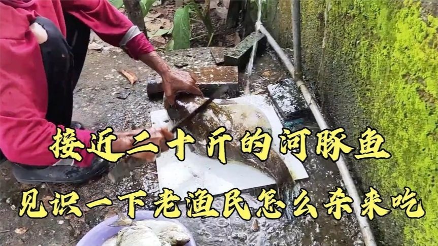 接近二十斤的河豚鱼，见识一下老渔民怎么杀了吃，真的开眼界了