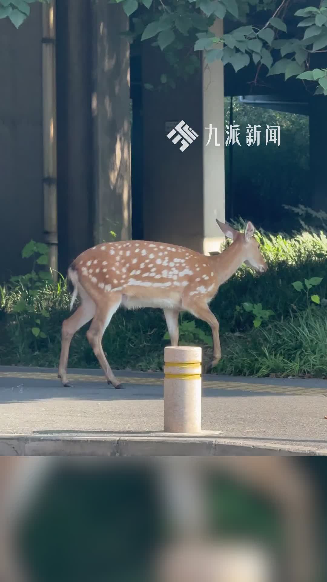 杭州一街头现“遛弯”梅花鹿，牧场：其有身孕，派人守护待自行回归
