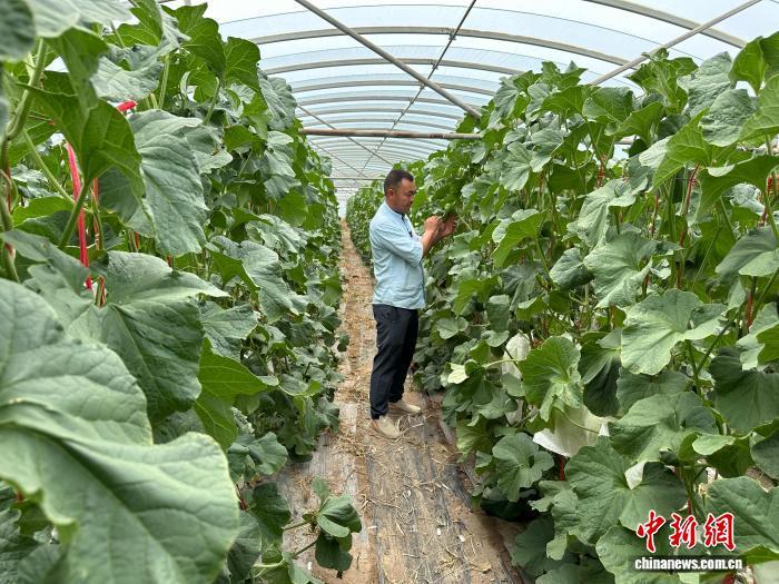 8月7日,甘肃酒泉市瓜州县“新农人”达祖寿在温室大棚中打理蜜瓜。中新社记者 冯志军 摄