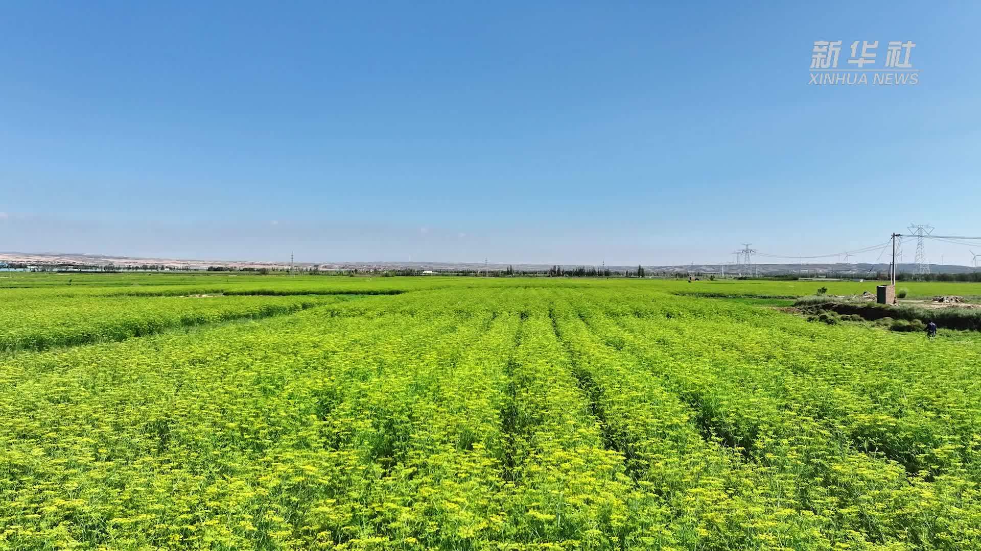 千城胜景｜宁夏海原：万亩茴香花绽放