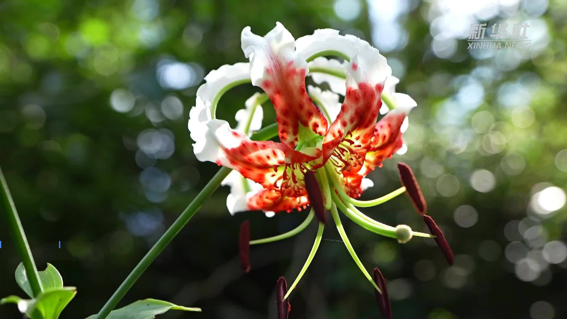 江西庐山：鹿子百合花艳丽盛开