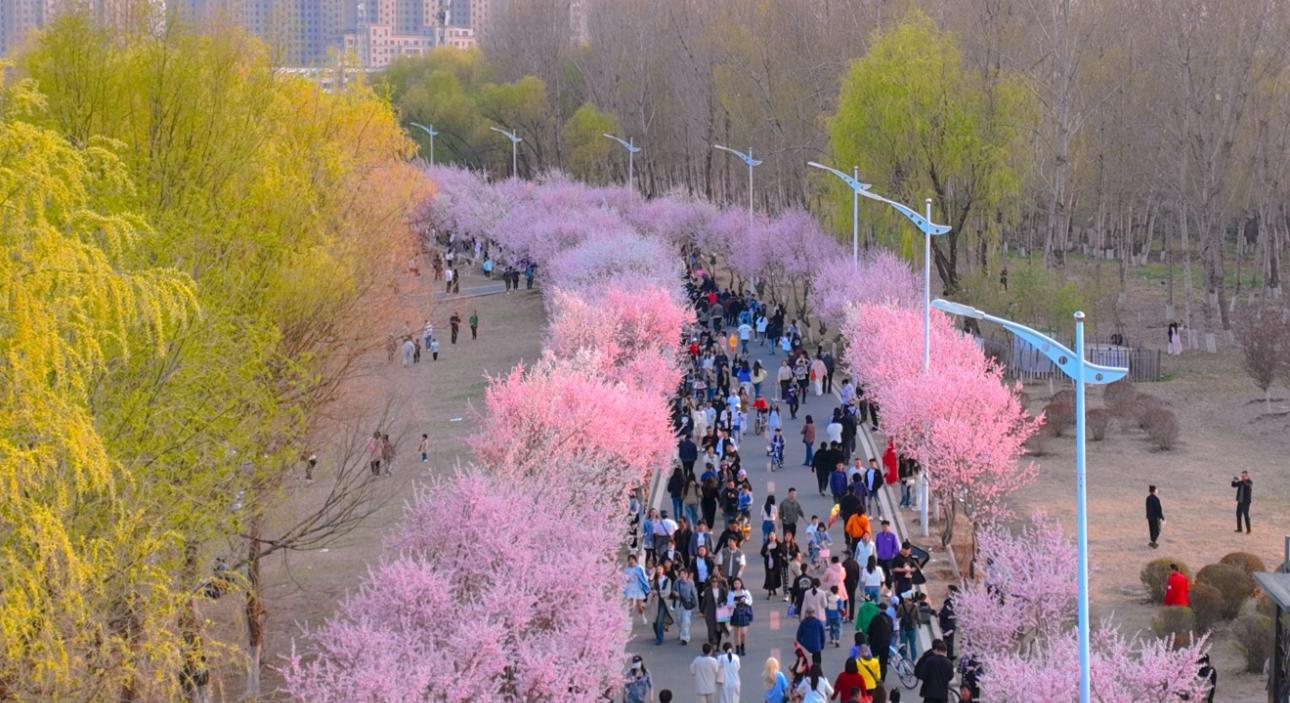 长春伊通河畔樱花岛,樱花盛开时引来大批市民观赏美景。吴茗 摄