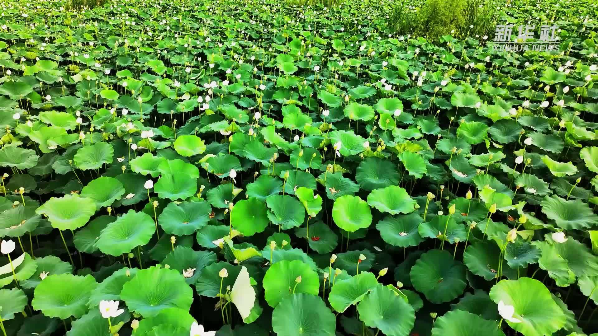 千城胜景｜陕西宜君：百亩荷花 悄然绽放
