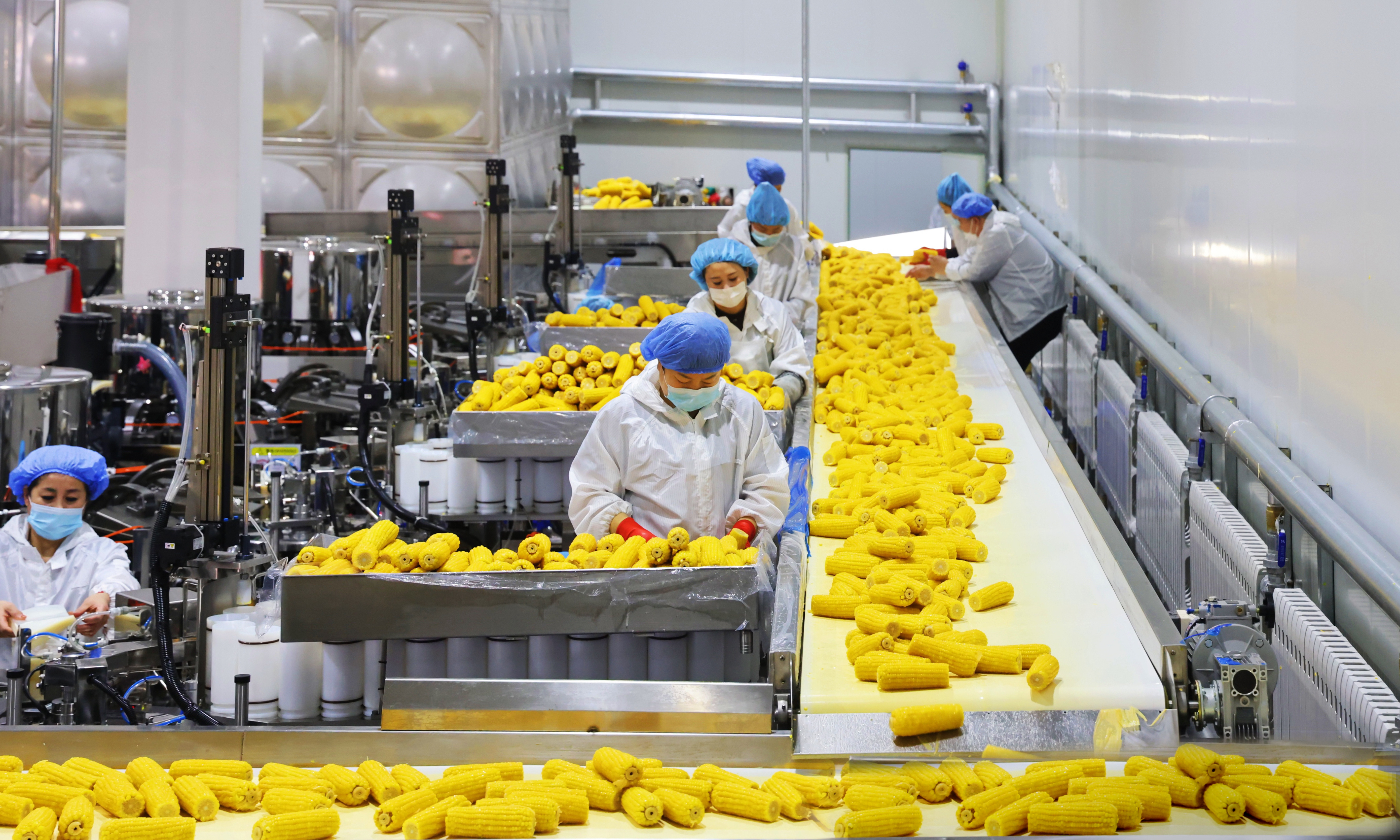 鲜食玉米加工车间