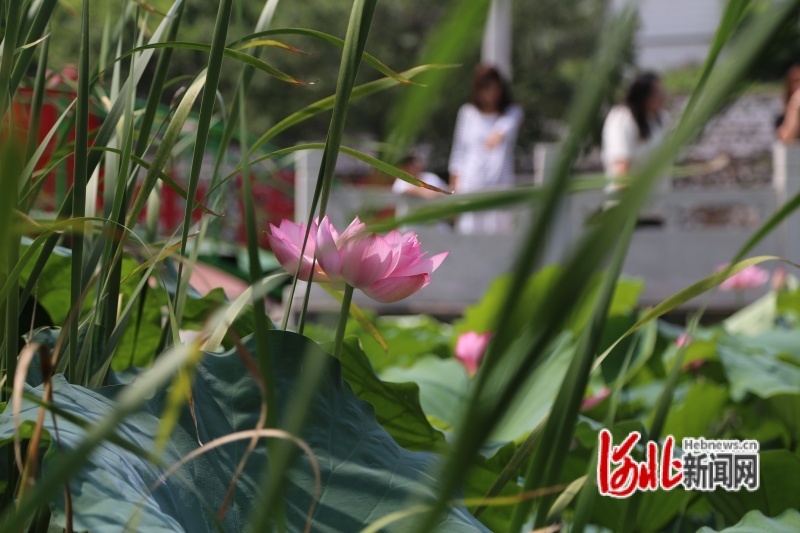 图为8月14日，荷塘中怒放荷花。