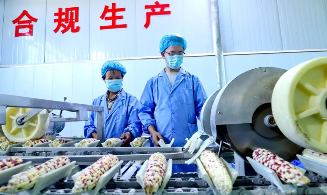 8月14日，张掖市高台县骆驼城镇前进村锦禾农业鲜食玉米加工生产线上，党员志愿者同工人们一道观察鲜食玉米生产情况。