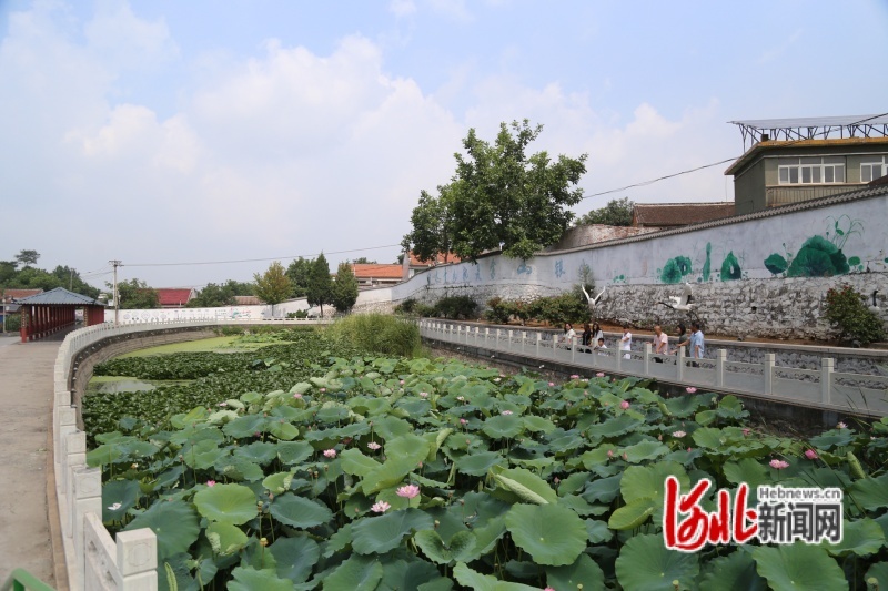 图为8月14日，游客在观赏荷花。