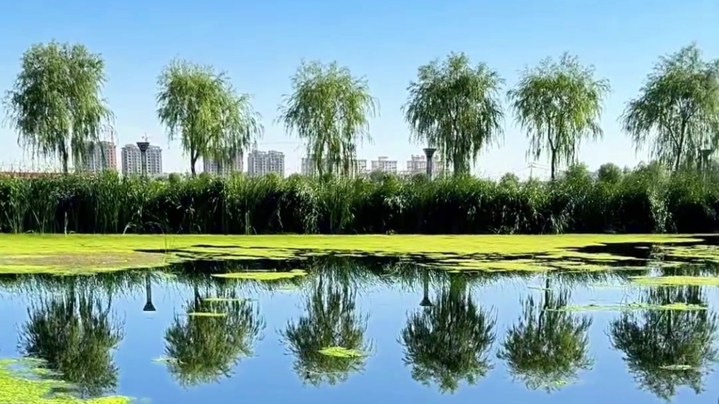 漫步肃州生态修复再生水人工湿地　细赏诗意画卷