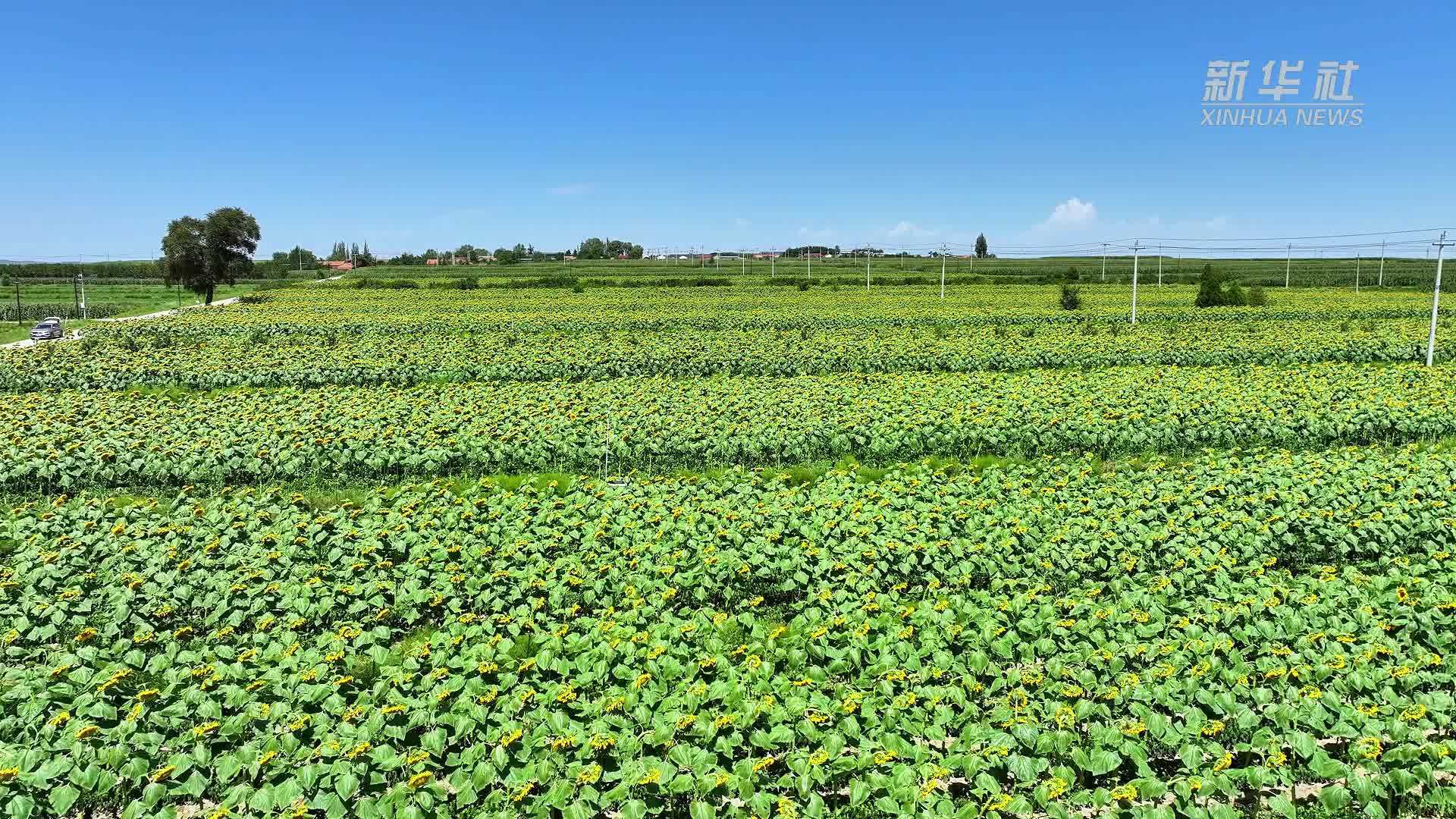 宁夏彭阳县：油葵花开 打造田园新景观
