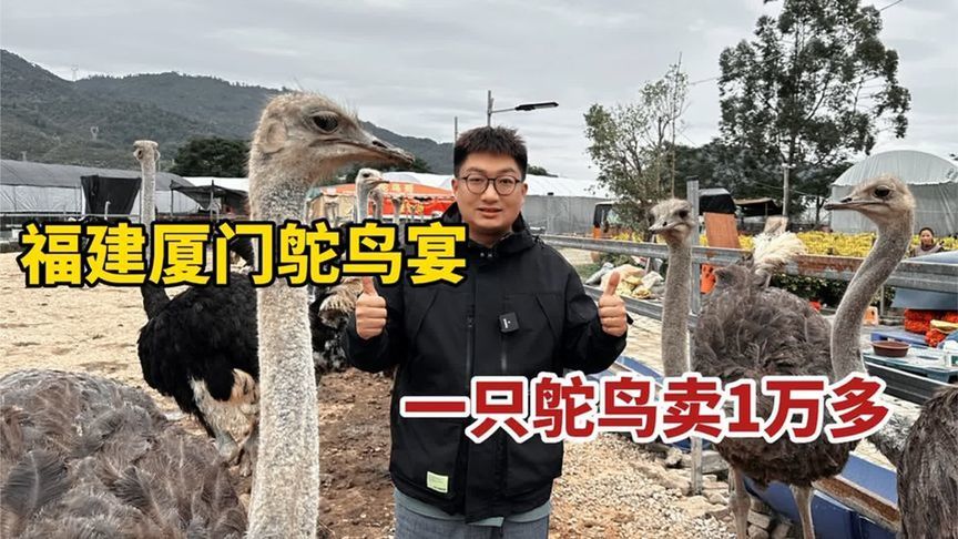 福建厦门吃鸵鸟宴，闽南大哥一年养1000只鸵鸟，一只鸵鸟卖1万多