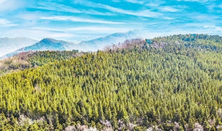 茂盛的秦岭植被。(记者 王健 实习生 付子涵 摄)