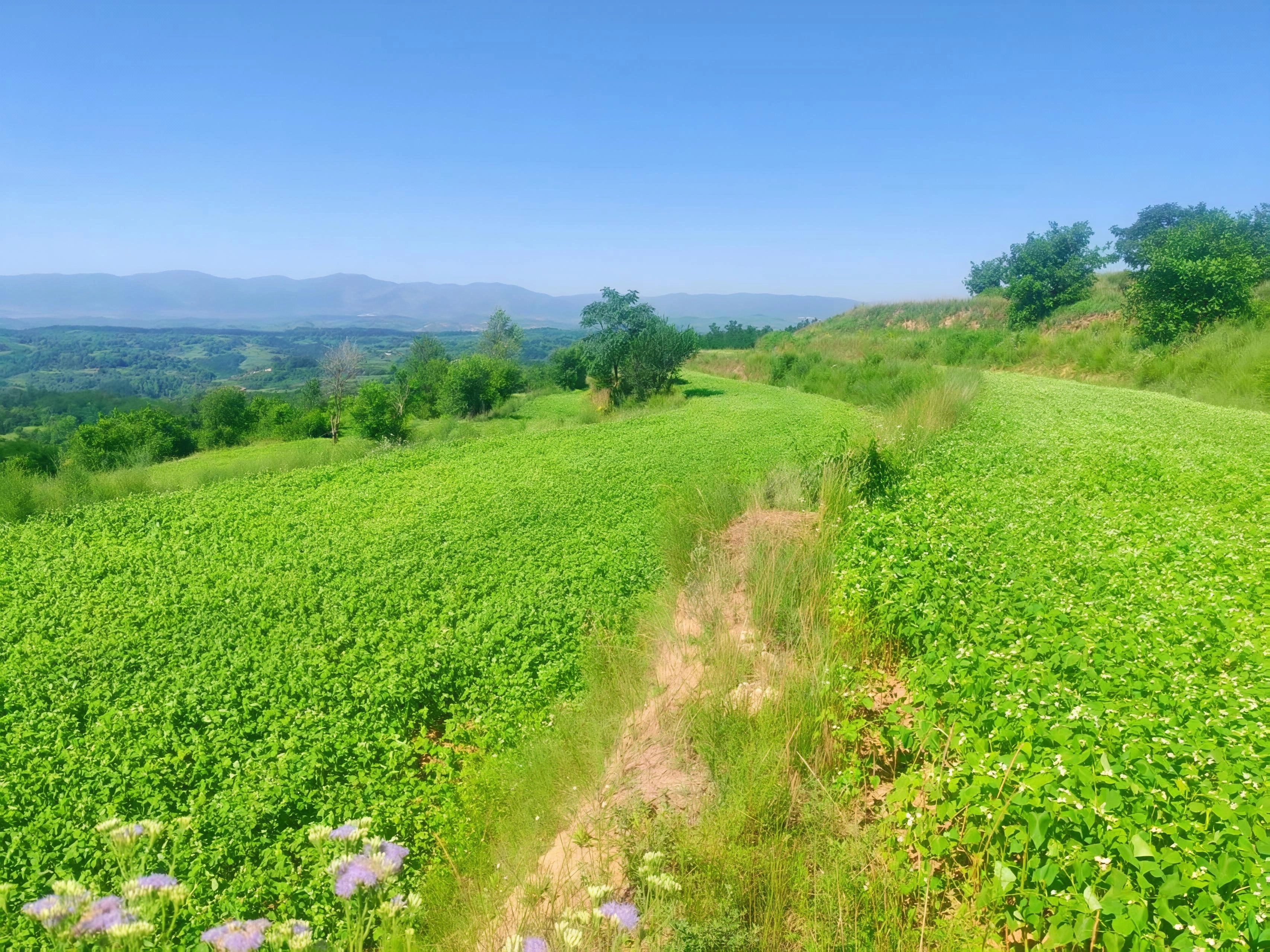 “荞”！华亭绽放“致富花”