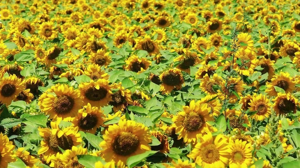 向日葵拍了拍你　快来肃州走“花”路