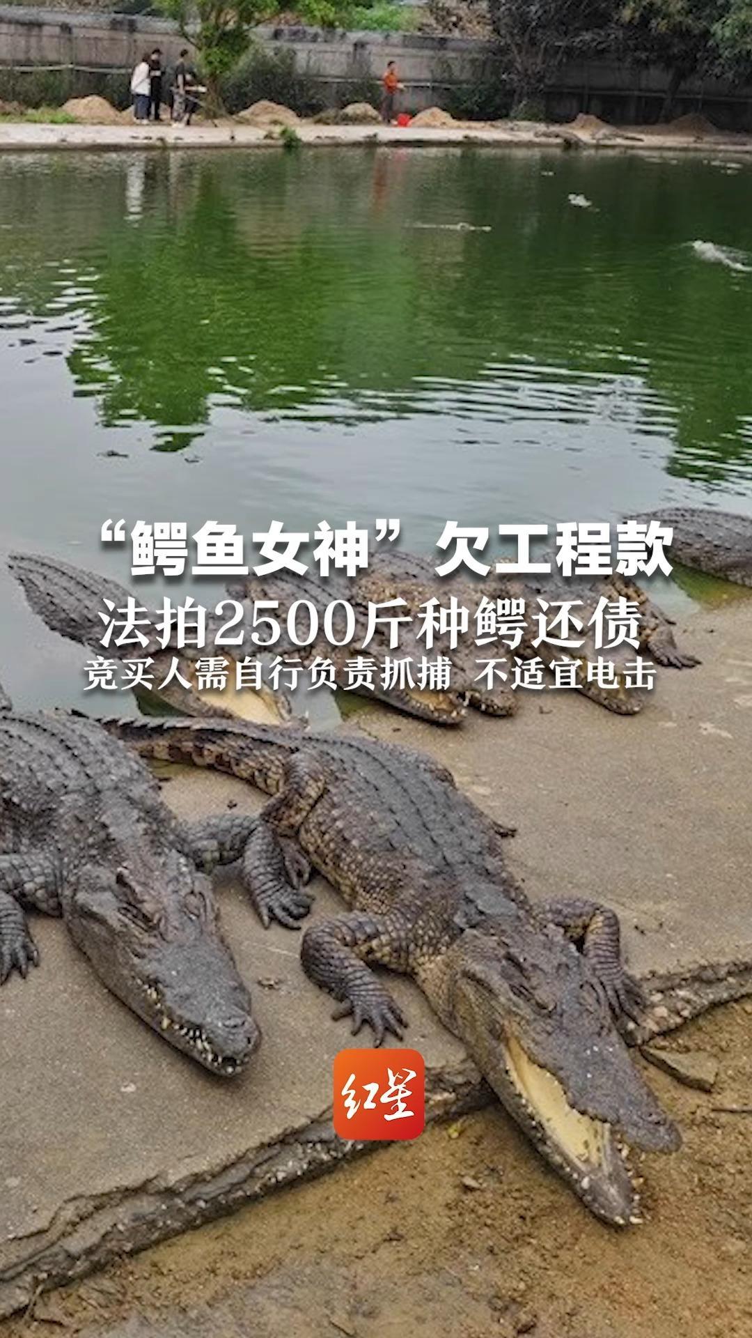 “鳄鱼女神”欠工程款  法拍2500斤种鳄还债 最重的一只超1000斤  竞买人需自行负责抓捕 不适宜电击