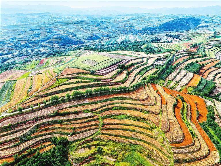 省农科院鲁清林和科研团队选育的兰天系列小麦品种在陇南山地广泛种植