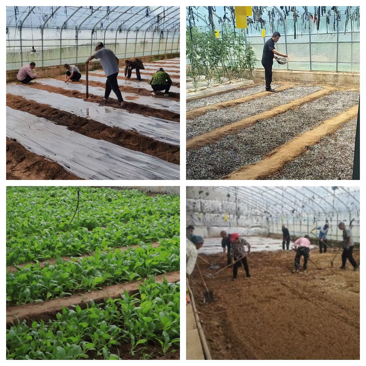 自主育苗42万余株 华亭这儿“链”就富“蔬”产业