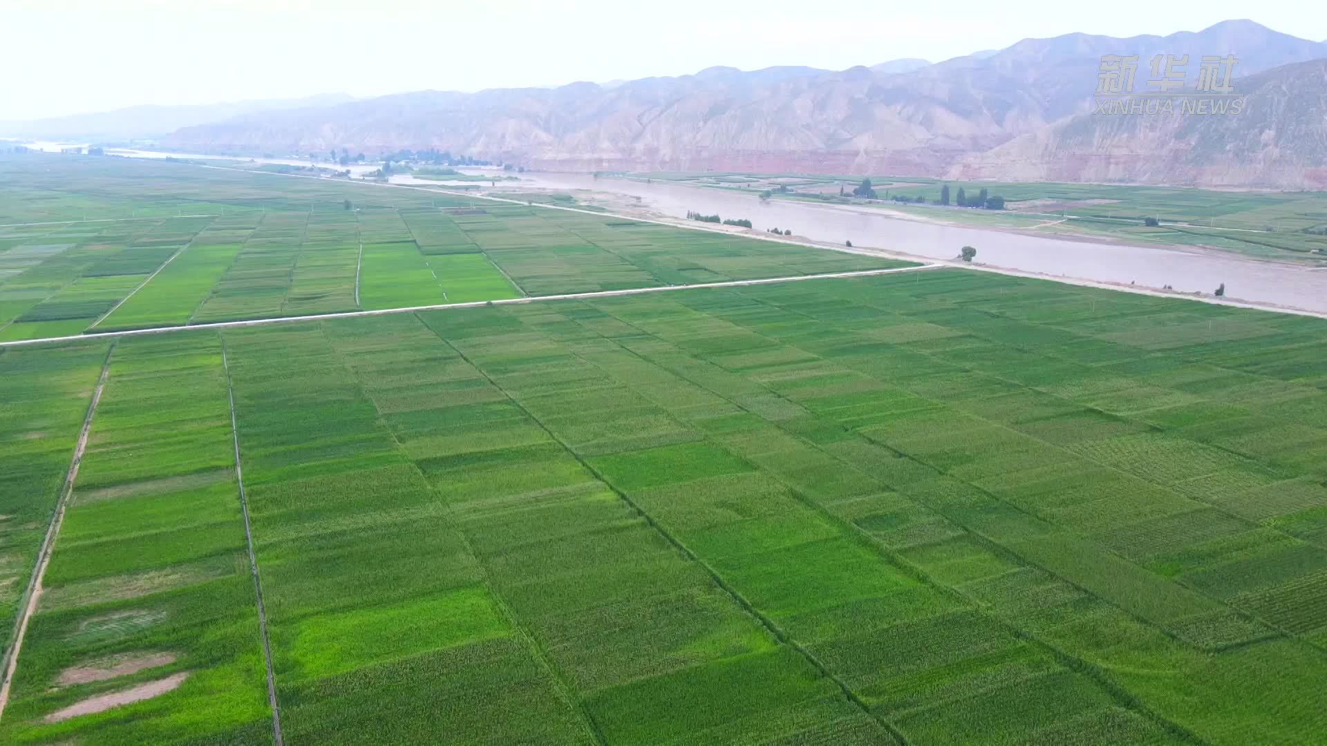 甘肃靖远：盐碱地变身“米粮川”