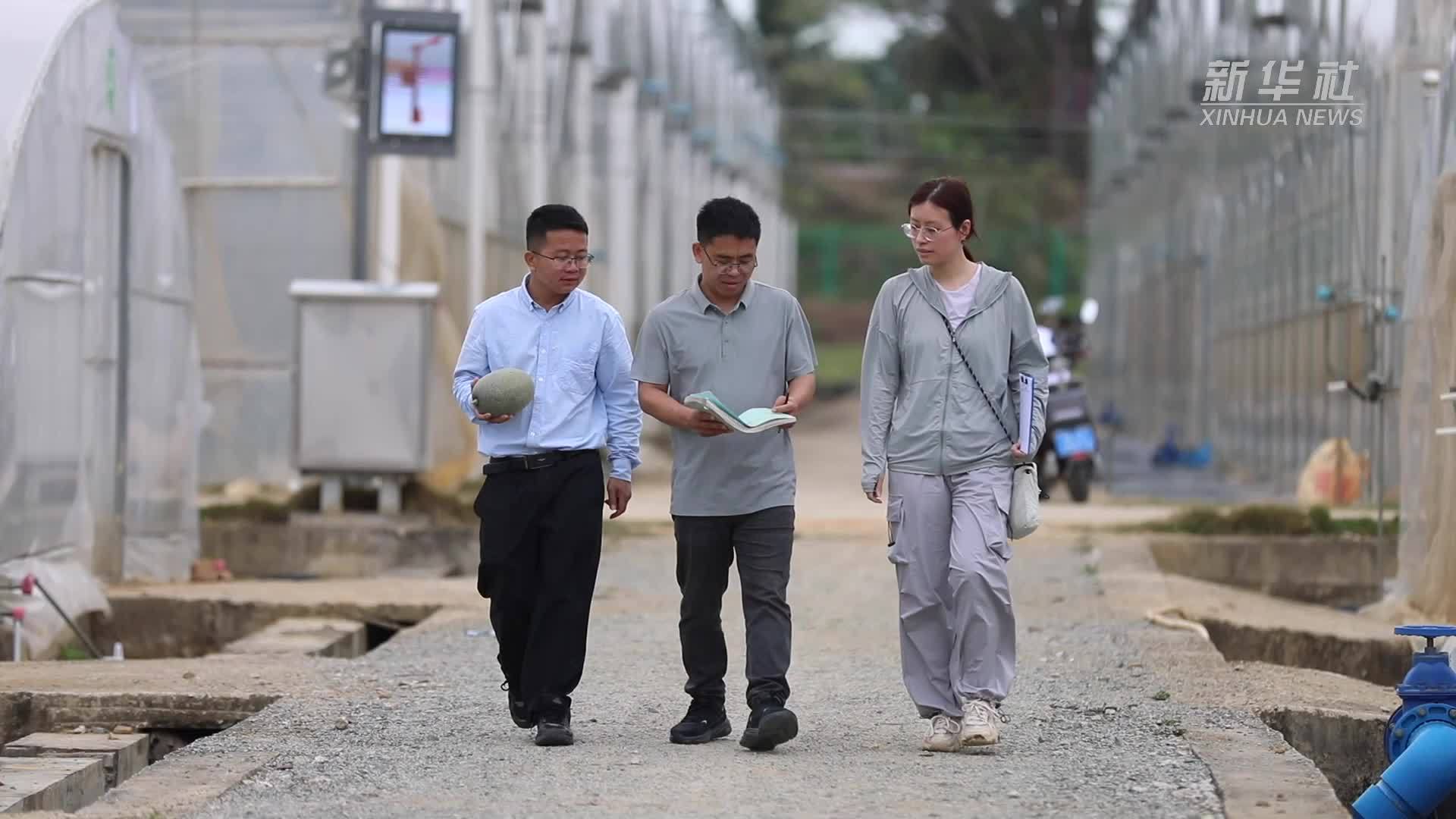 新华全媒+｜从试验田到百姓餐桌：种子跨越山海的甜蜜“接力”