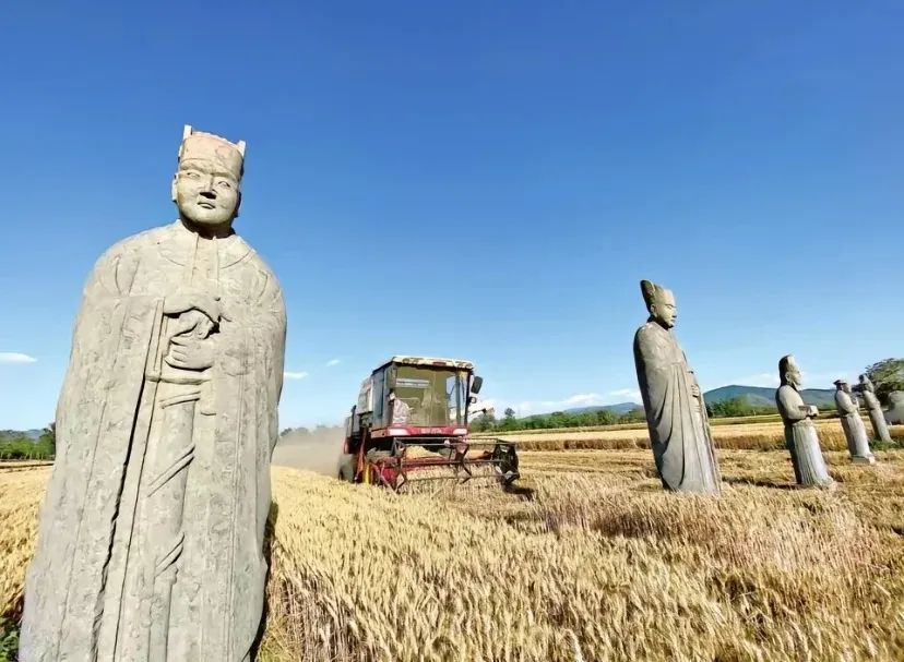 | 巩义宋陵麦田。图by小红书博主@巩义北宋皇陵