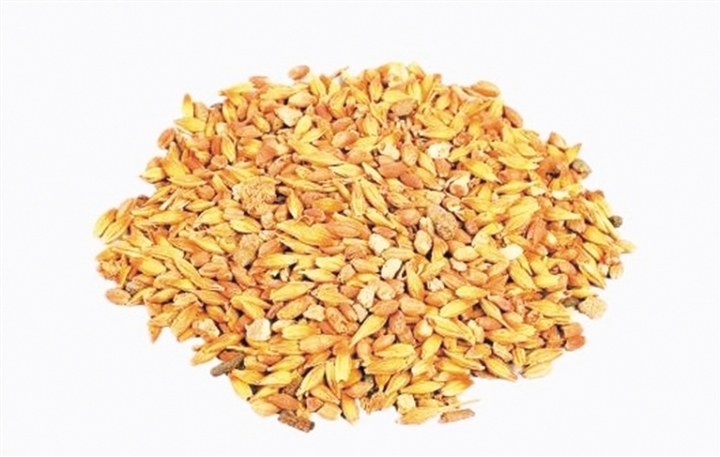   悬泉置遗址出土谷物（来源：甘肃省文物考古研究所）