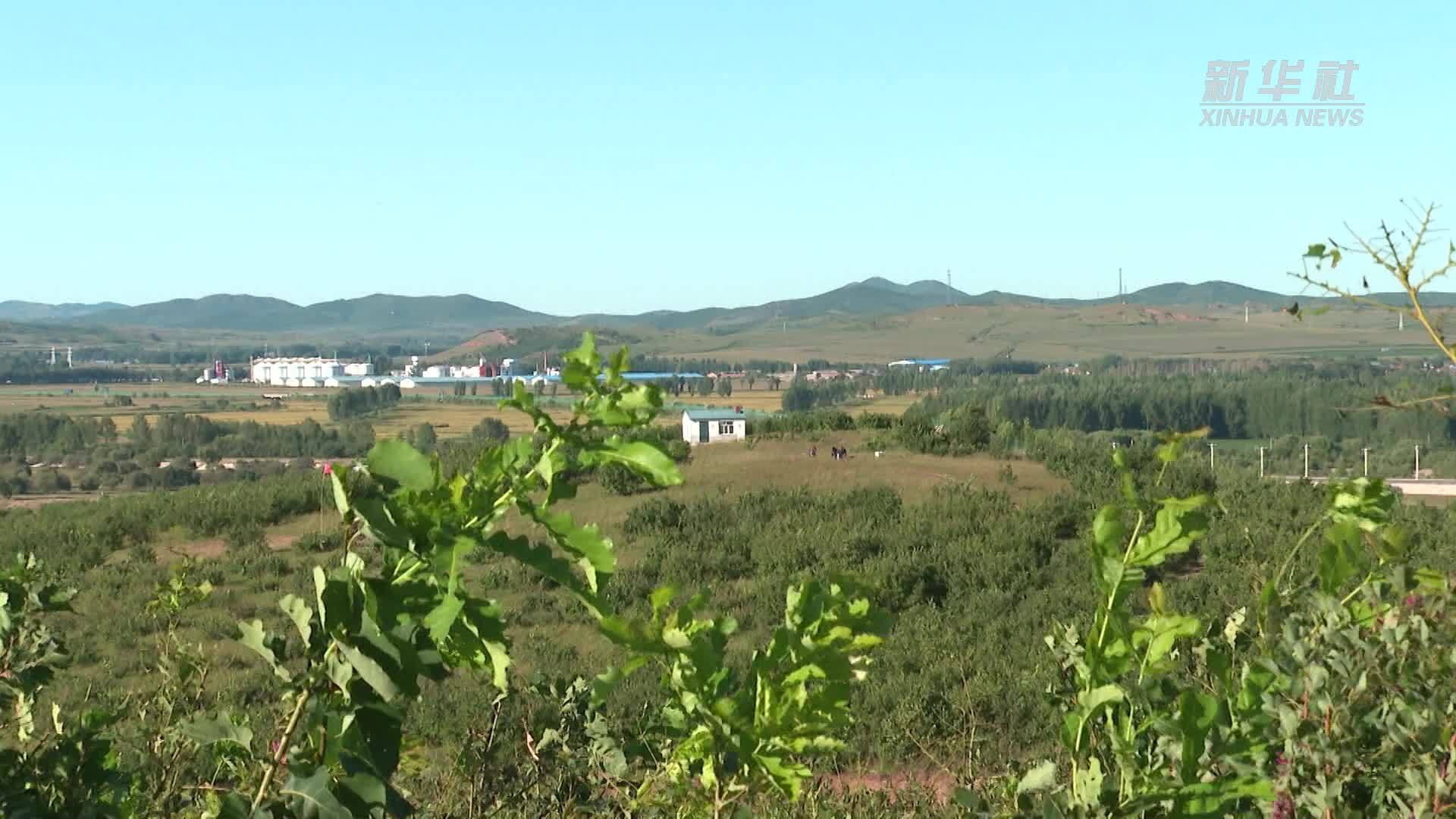 内蒙古阿荣旗：柞蚕丰收奏响富民曲