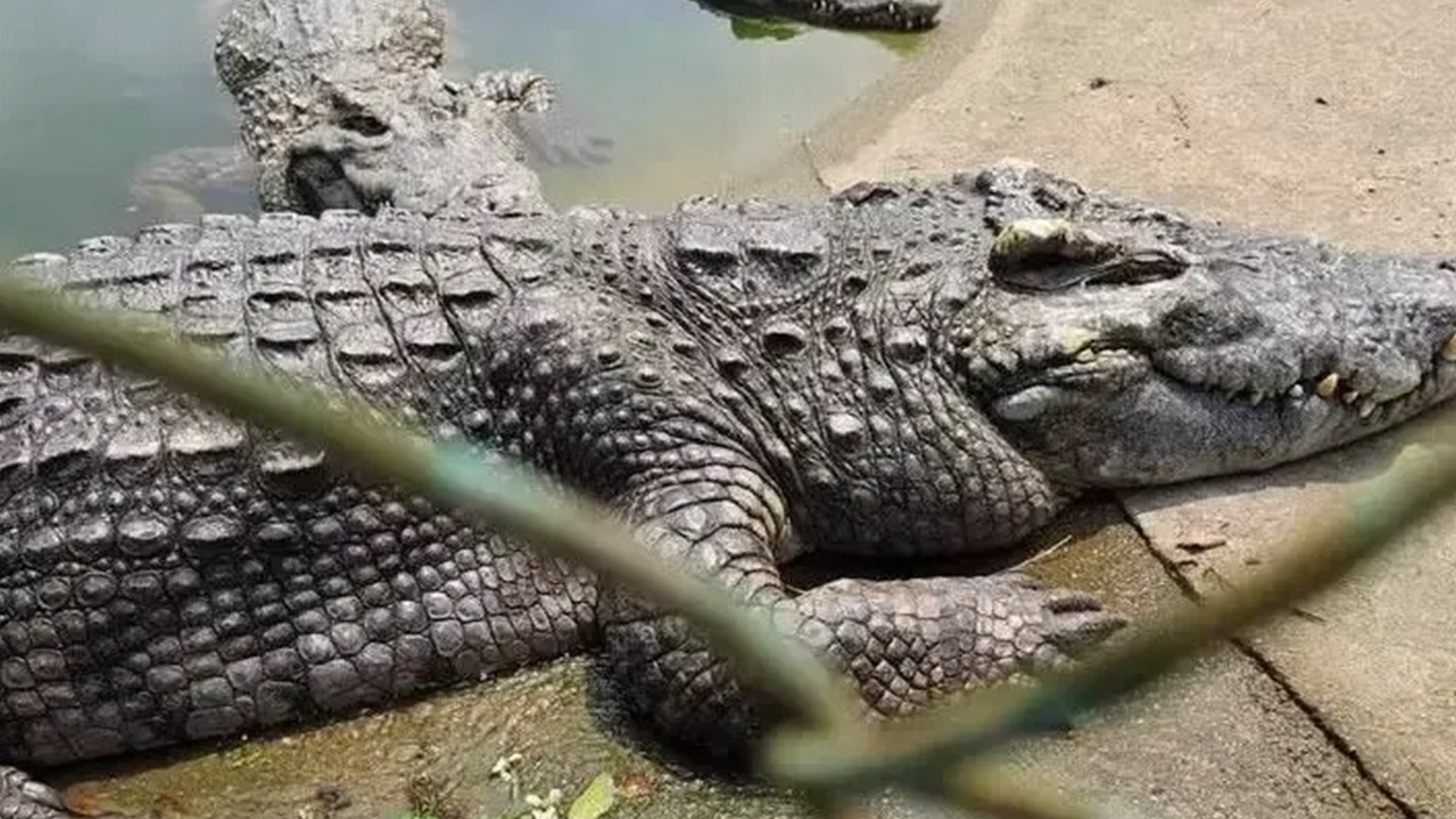 2500斤鳄鱼被法拍，需“上门自提”、自行抓捕，工作人员强调：鳄鱼健康条件挺好的