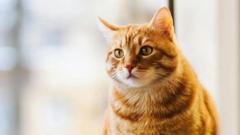 阿里图像生成模型登顶HuggingFace,一句话把马斯克“变老”