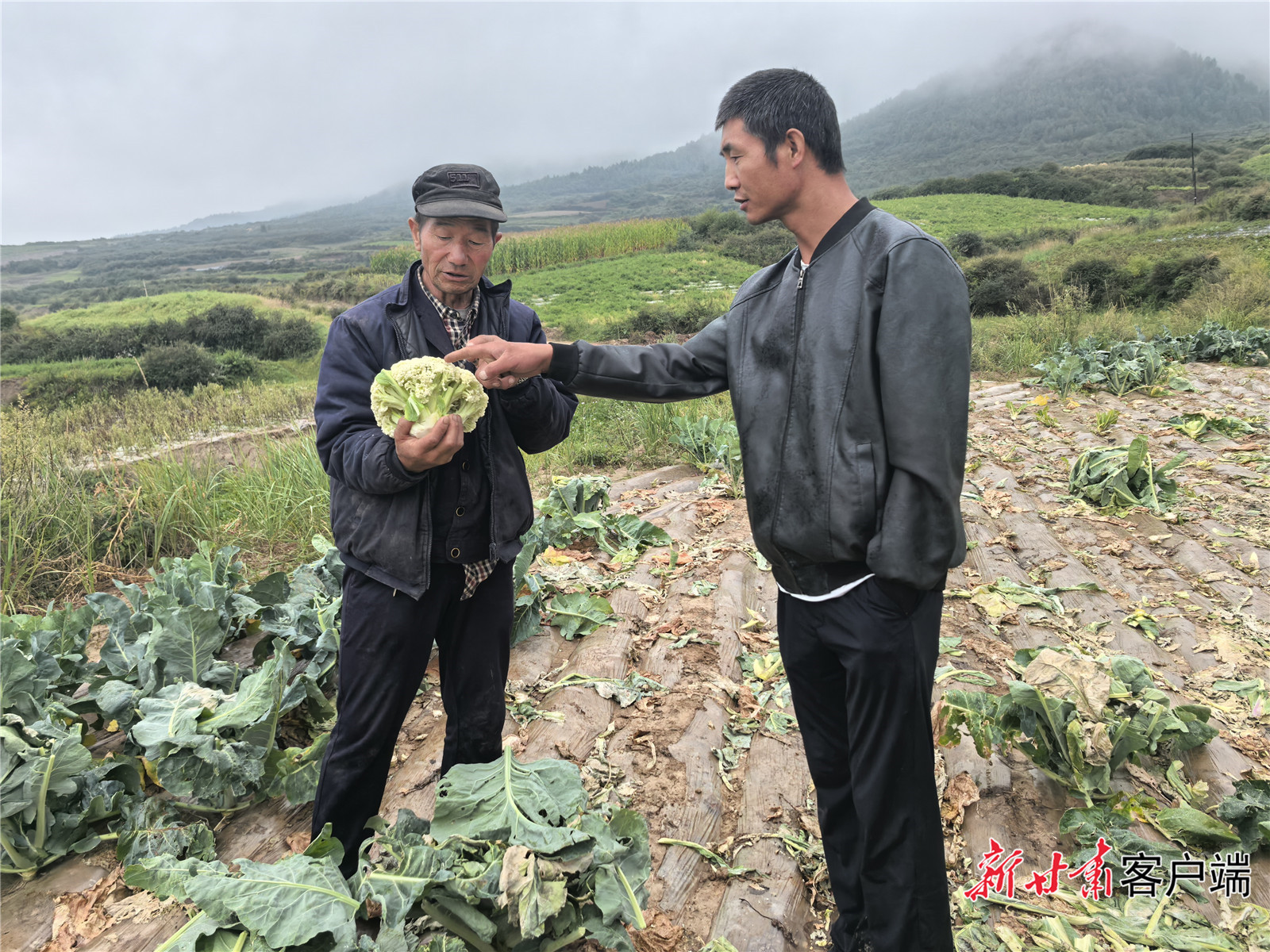菜农谭经山正在采收散花菜