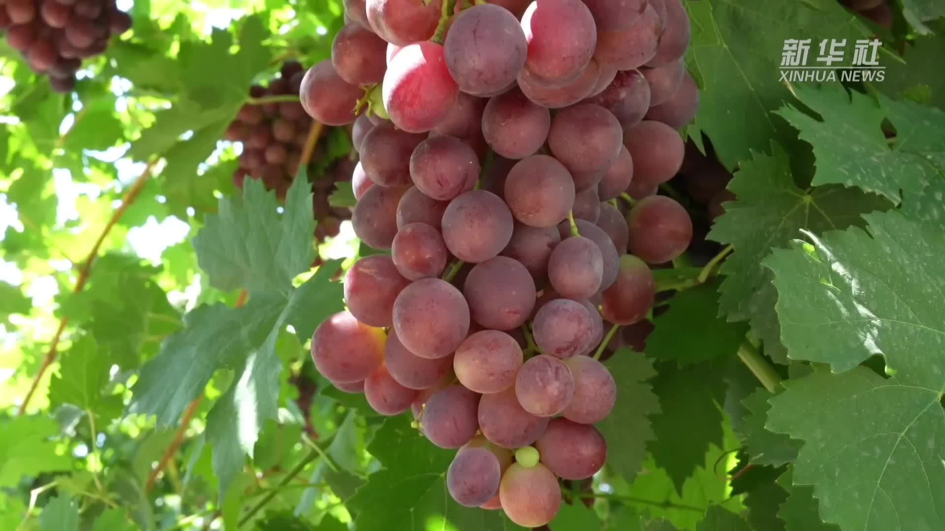 新疆玛纳斯县：沙漠变“果园”葡萄丰收助增收