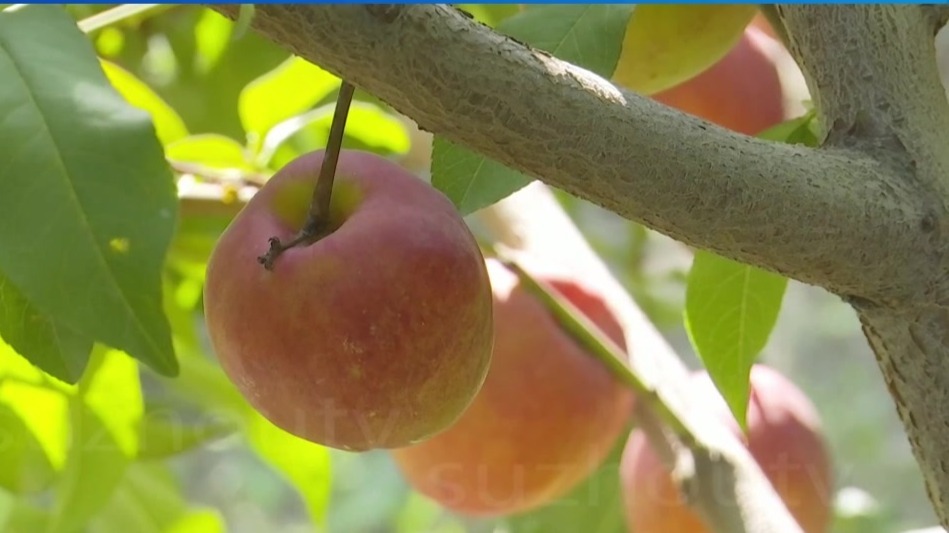 特色林果奏响致富歌　肃州小镇上演丰收故事