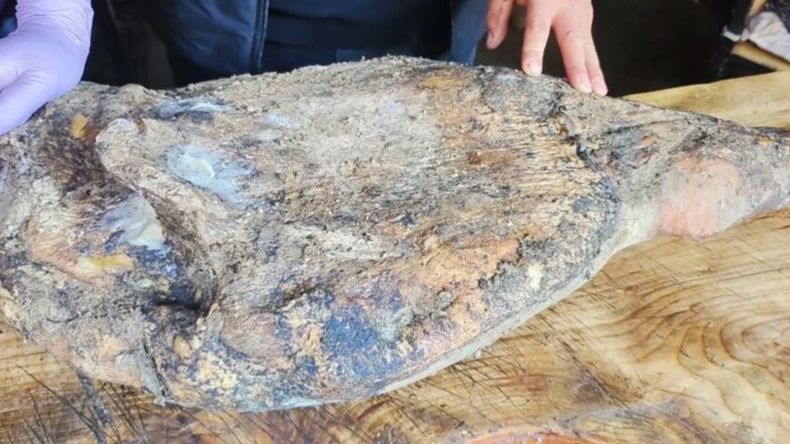 老农家珍藏了4年的老火腿，看似腐朽不堪，实则生吃极品