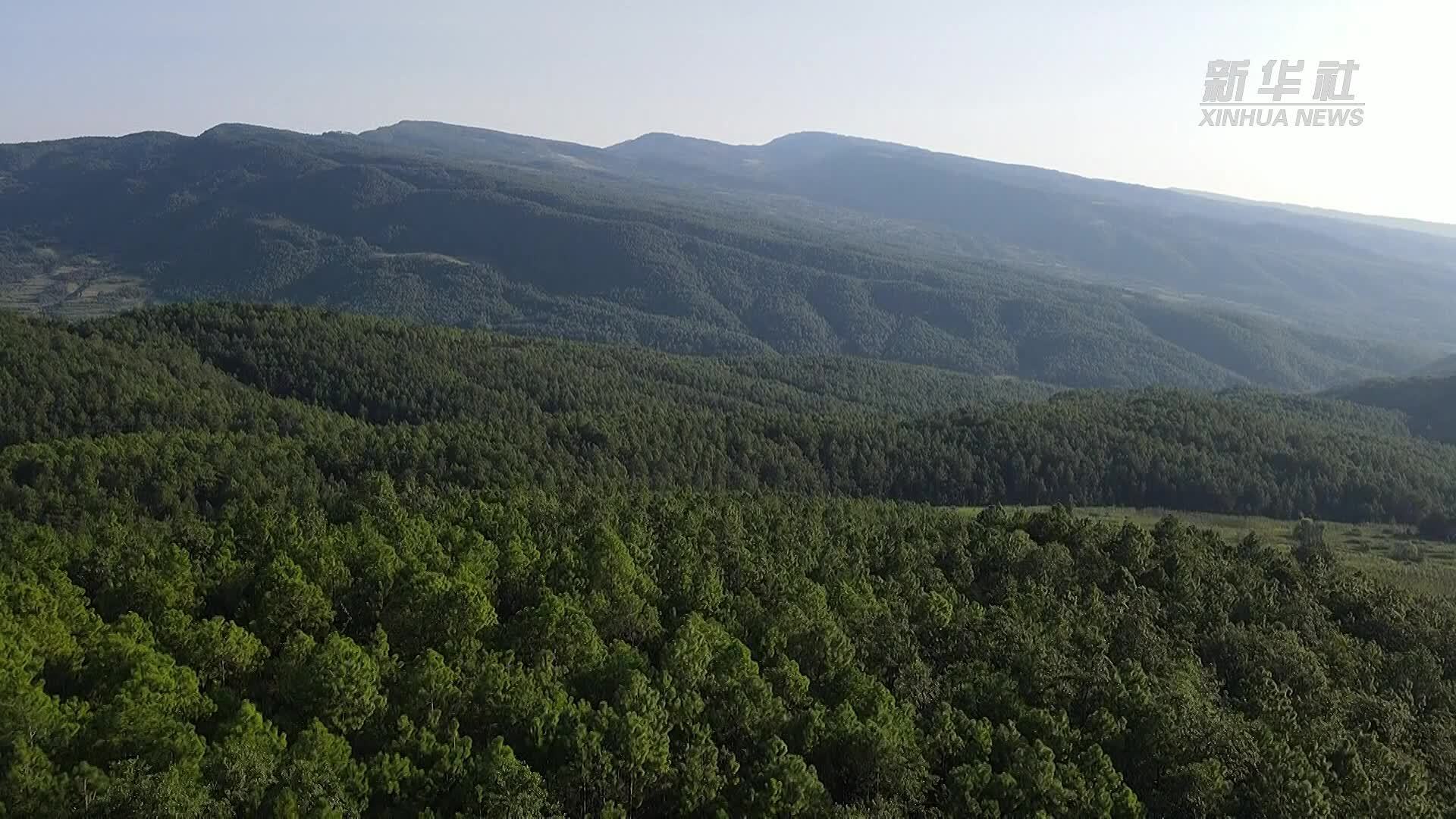 云南永胜：游客变身“采菇侠”