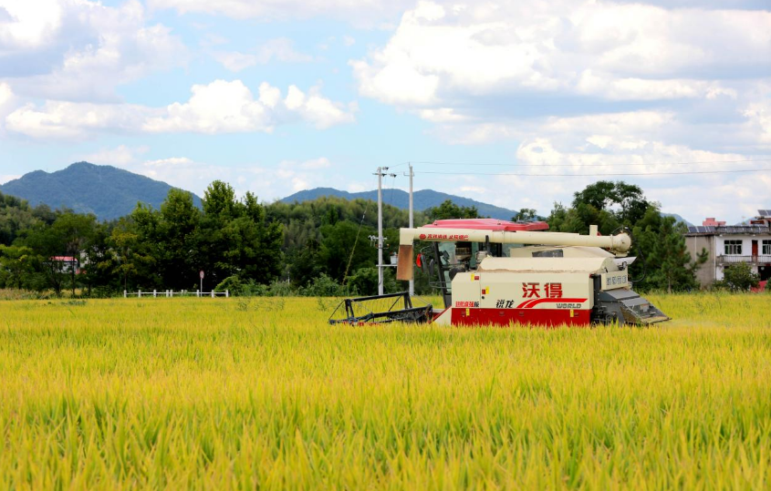 在江西省九江市彭泽县杨梓镇双丰村，农机手驾驶收割机收割再生稻。（金书斐 摄）